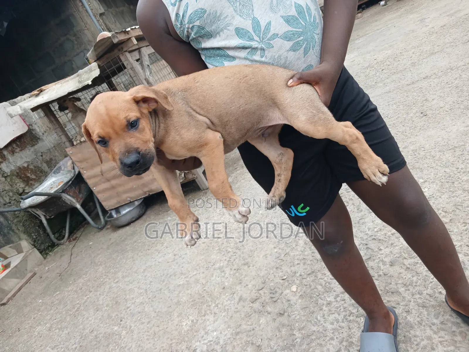 0-1 month Male Purebred Dog