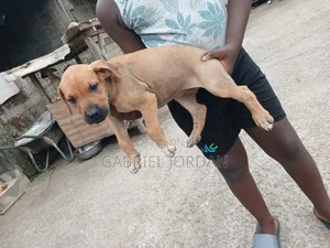 0-1 month Male Purebred Dog