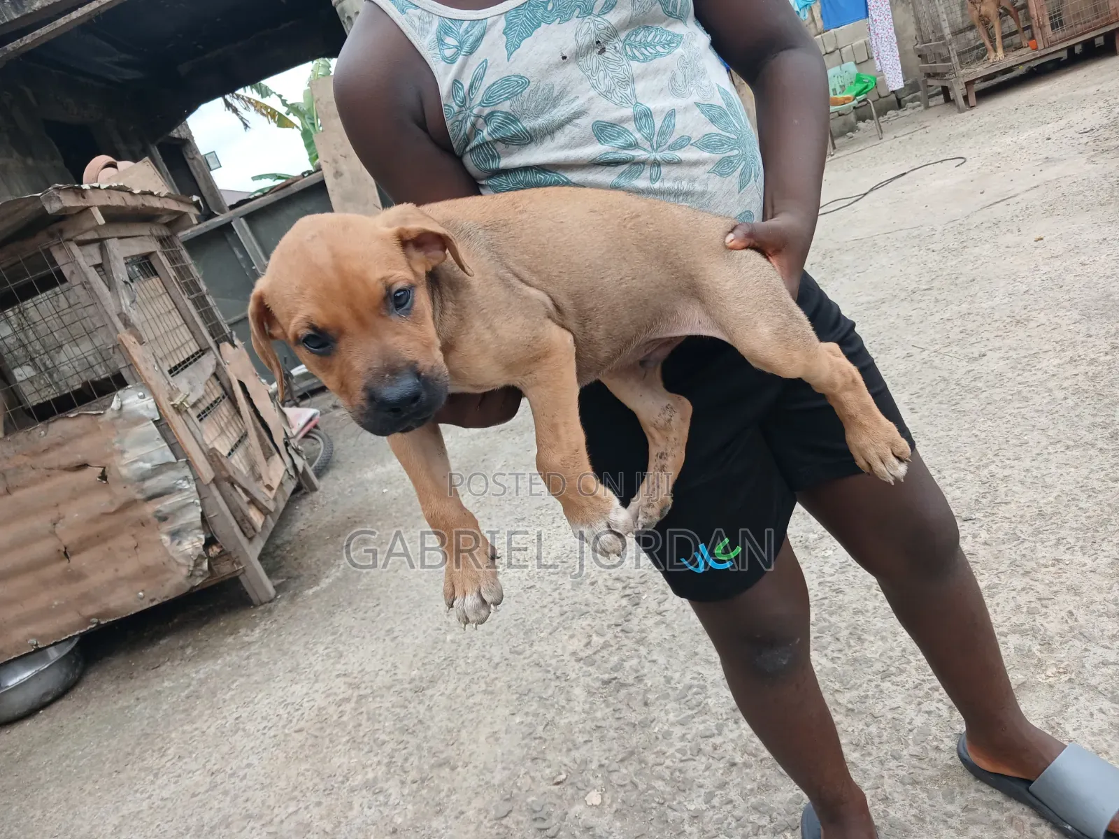 0-1 month Male Purebred Dog