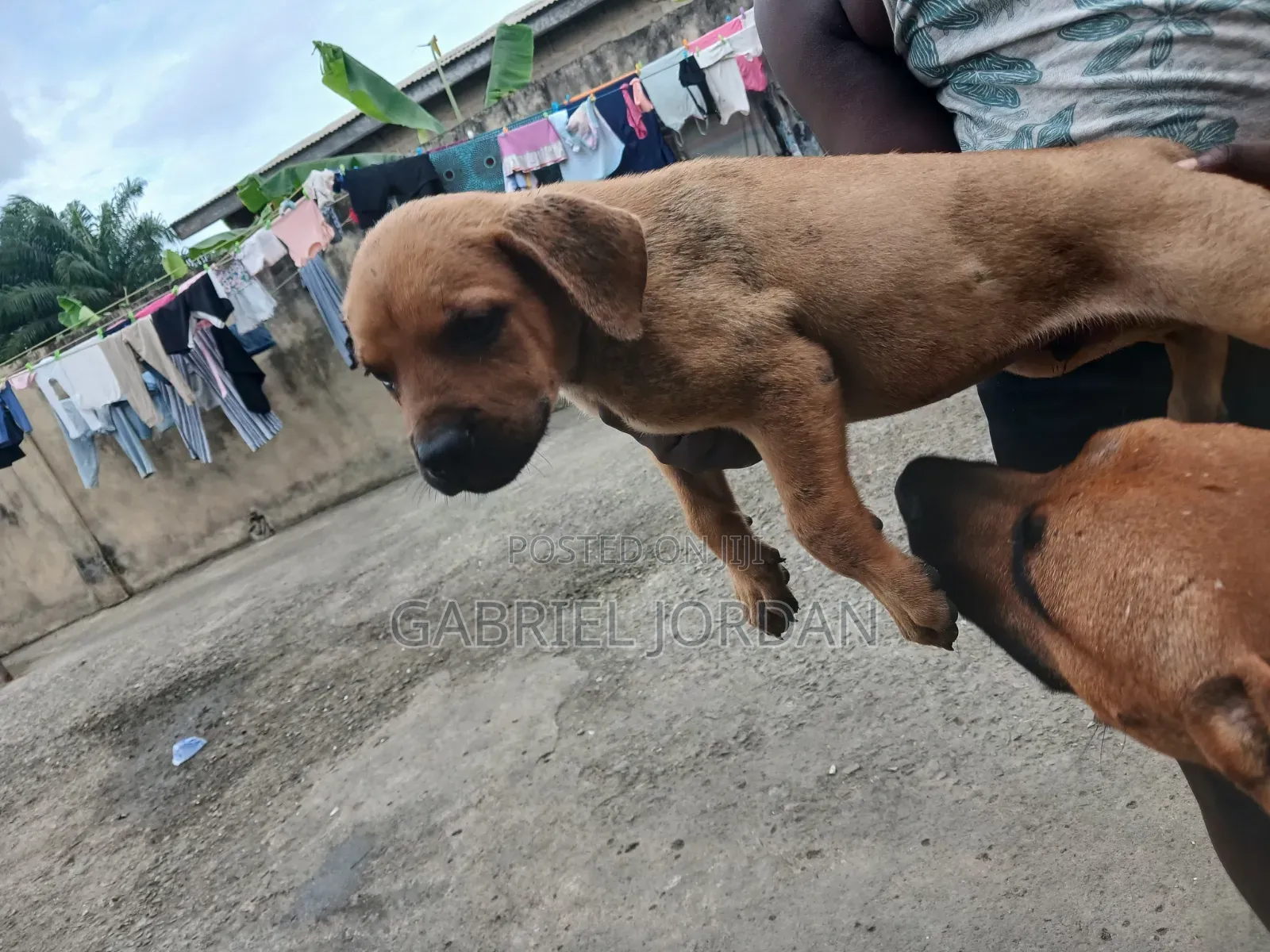 0-1 month Male Purebred Dog