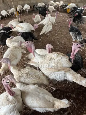 Mr Chapo’s Farm