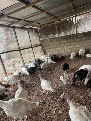 Mr Chapo’s Farm
