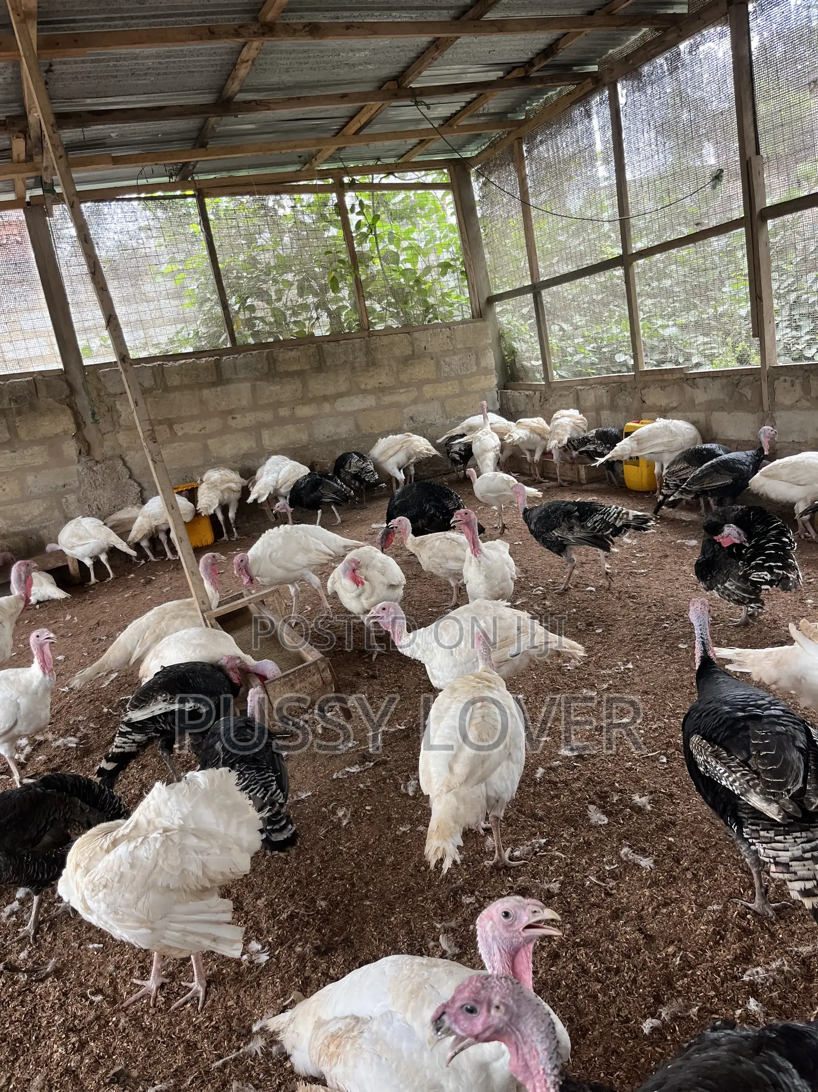 Mr Chapo’s Farm
