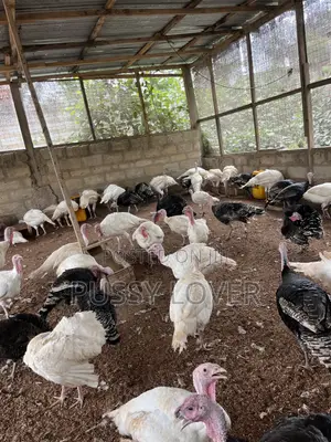 Mr Chapo’s Farm