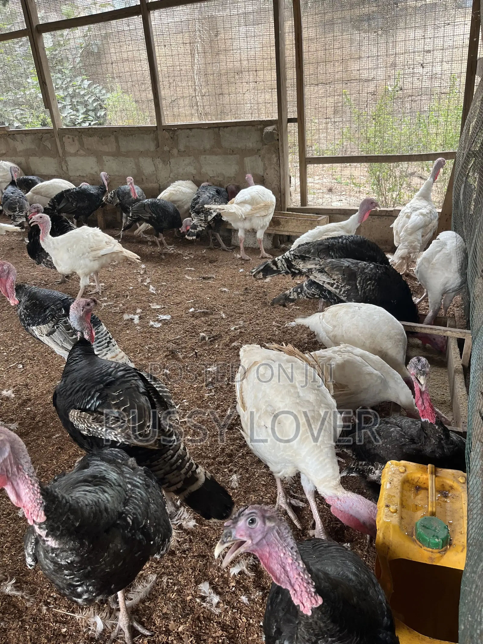 Mr Chapo’s Farm