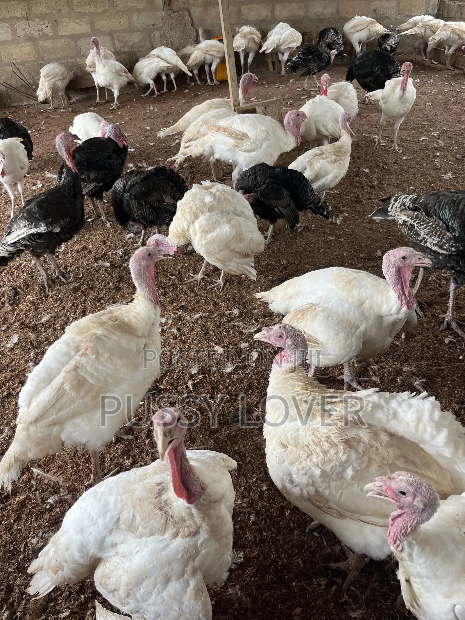 Mr Chapo’s Farm