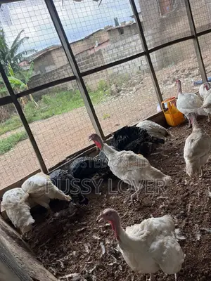 Mr Chapo’s Farm