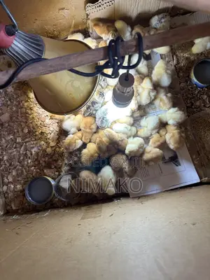 Hybrid Day Old Turkeys, Sasso, Kroiler, Plymouth Chicks for Sale