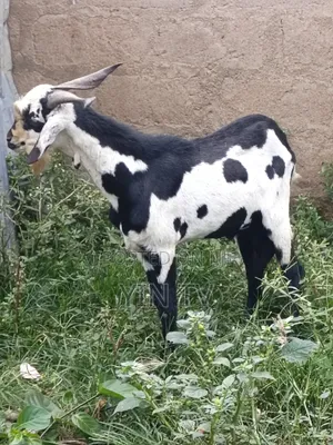 Male Goat for Sale