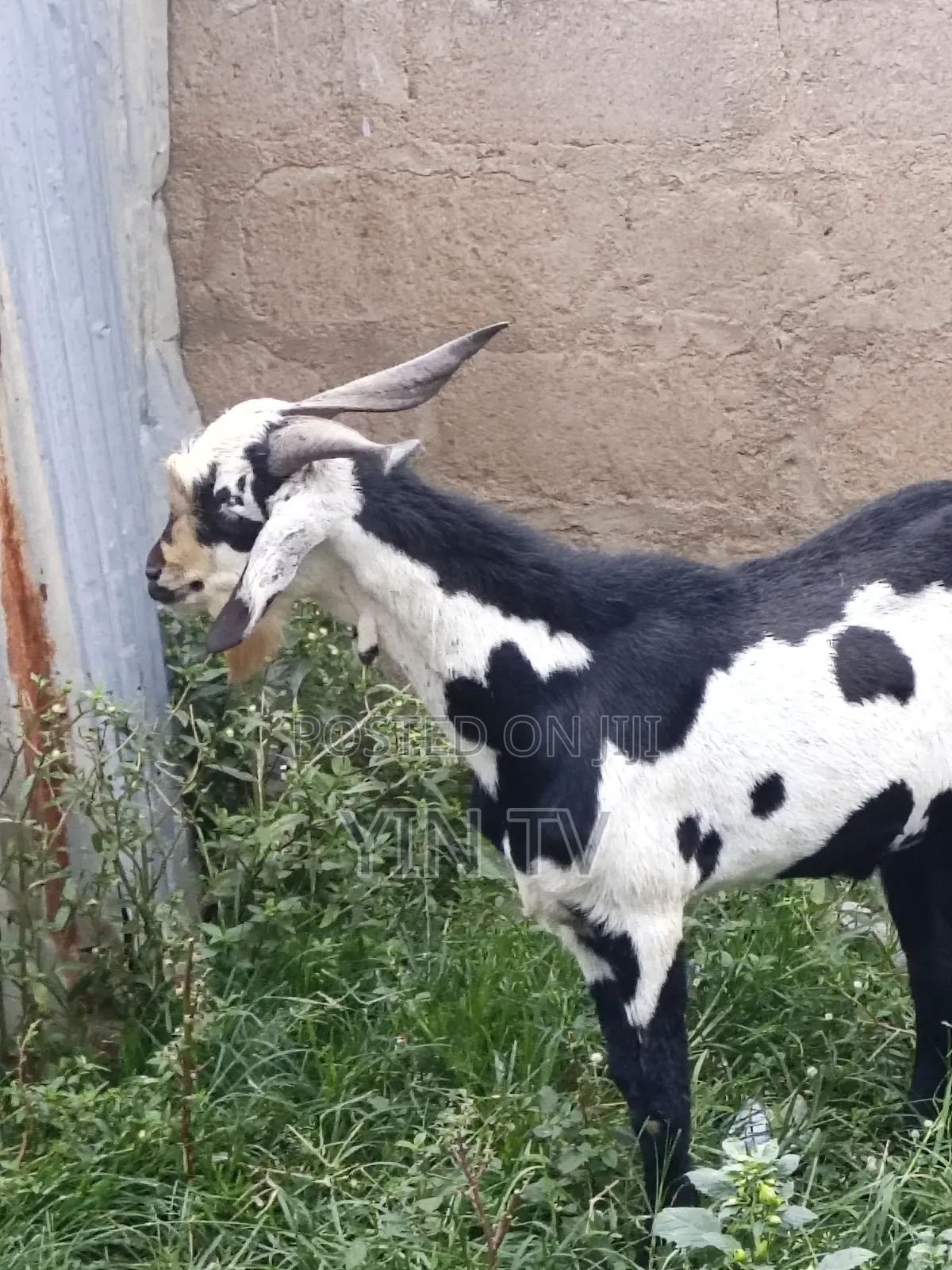 Male Goat for Sale
