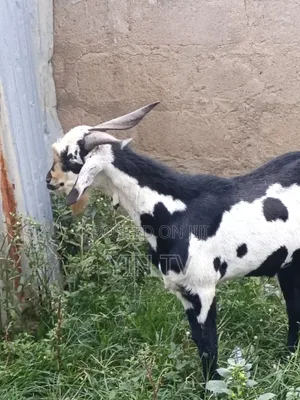 Male Goat for Sale