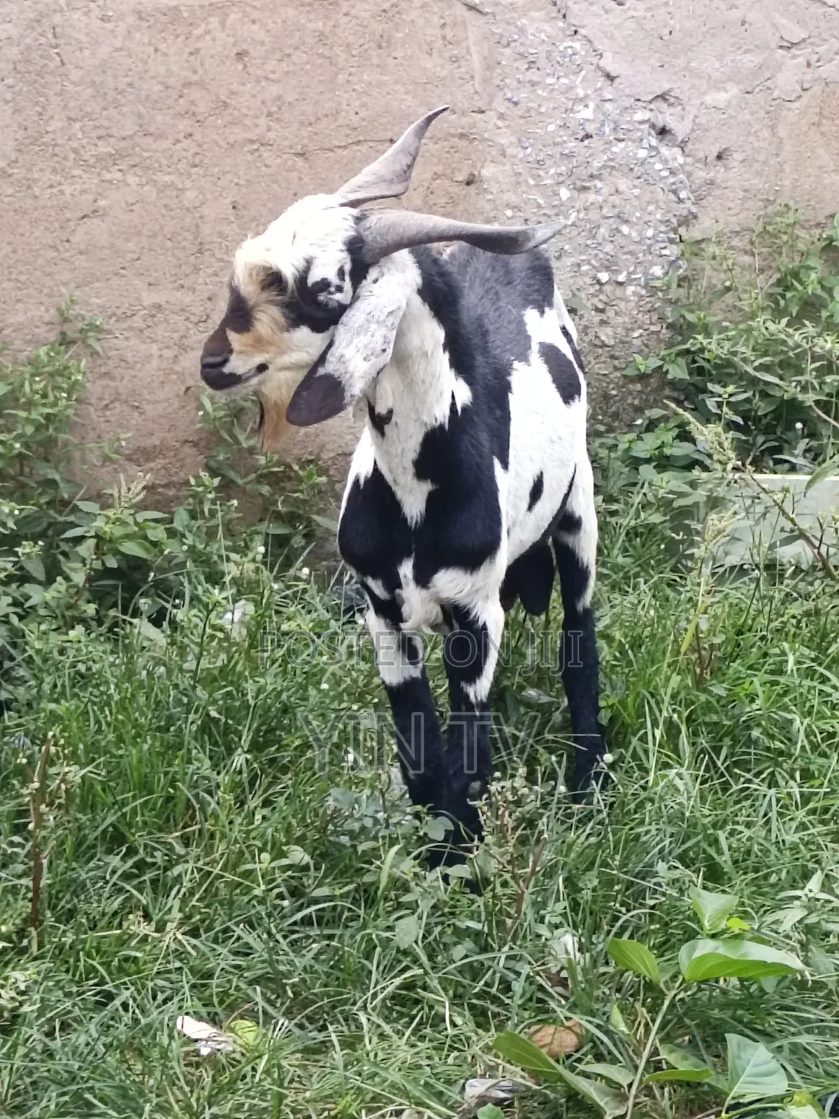 Male Goat for Sale
