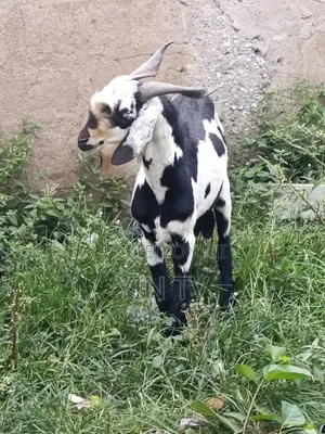 Male Goat for Sale