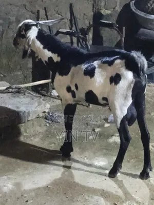 Male Goat for Sale