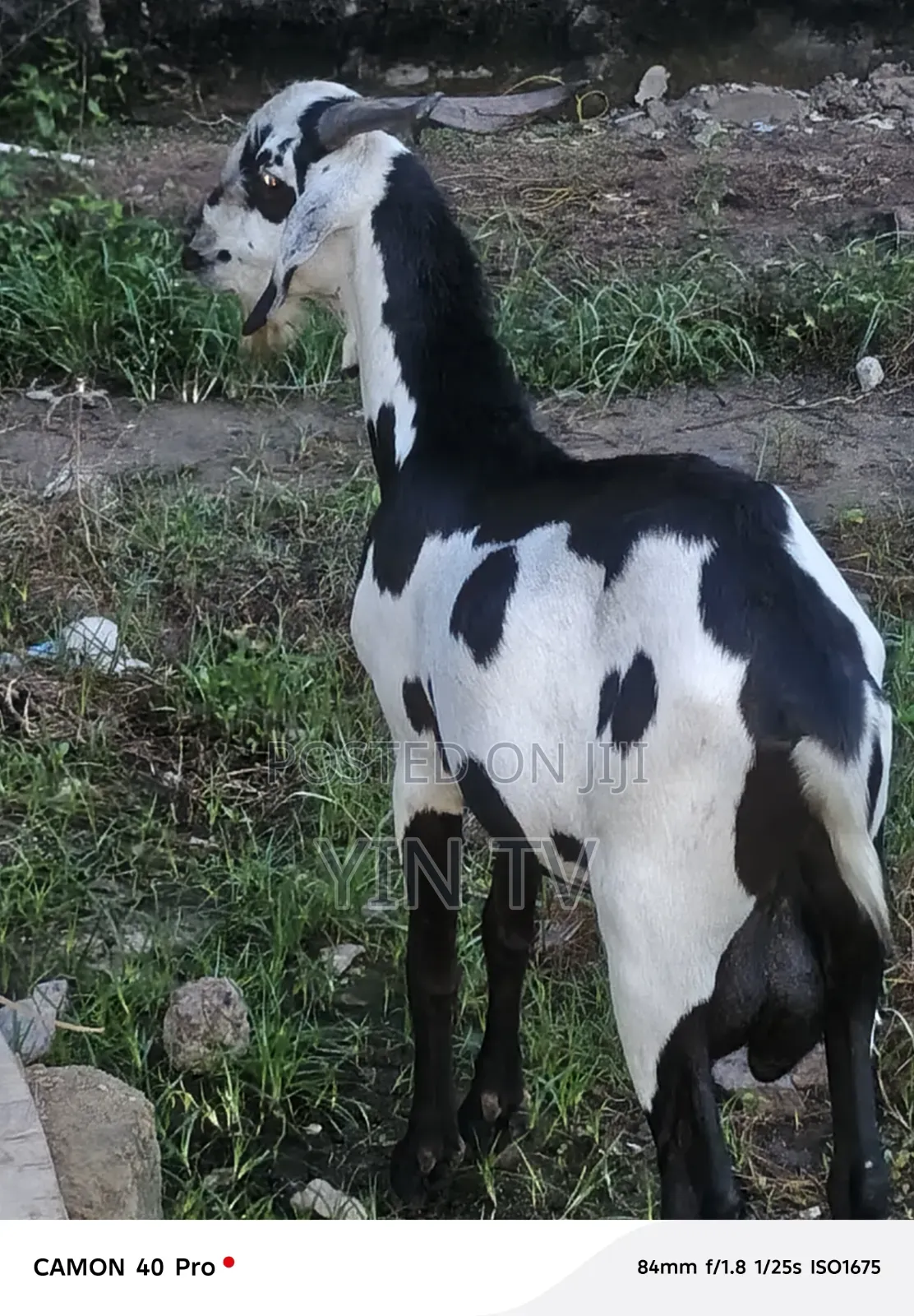 Male Goat for Sale