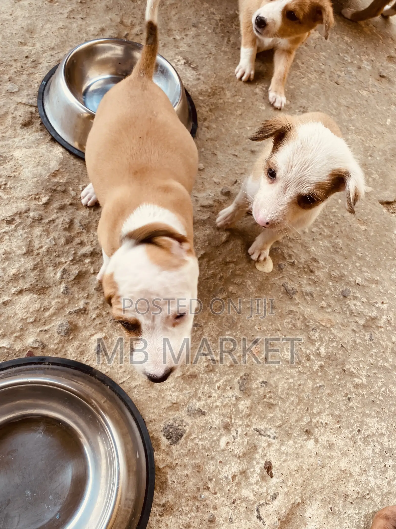 0-1 month Male Mixed Breed Labrador Retriever