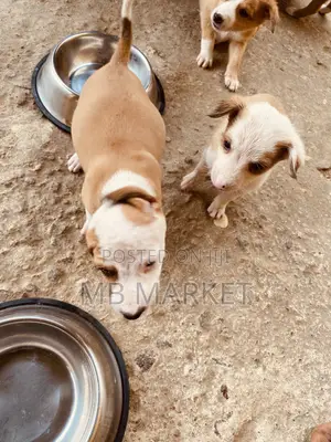 0-1 month Male Mixed Breed Labrador Retriever