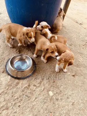 0-1 month Male Mixed Breed Labrador Retriever