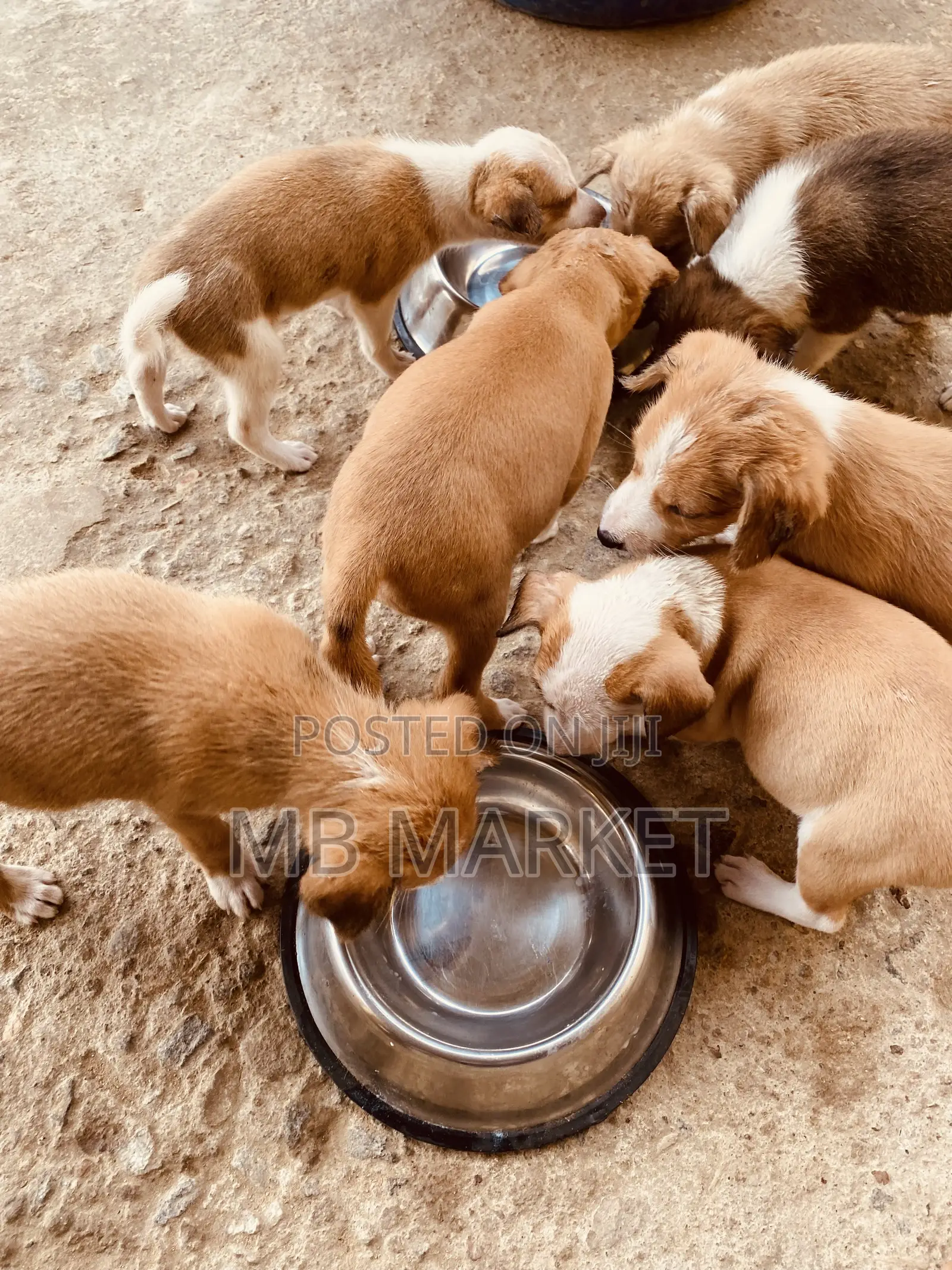 0-1 month Male Mixed Breed Labrador Retriever