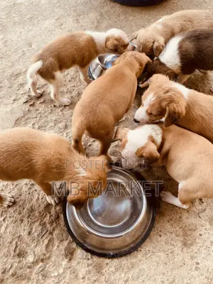 0-1 month Male Mixed Breed Labrador Retriever