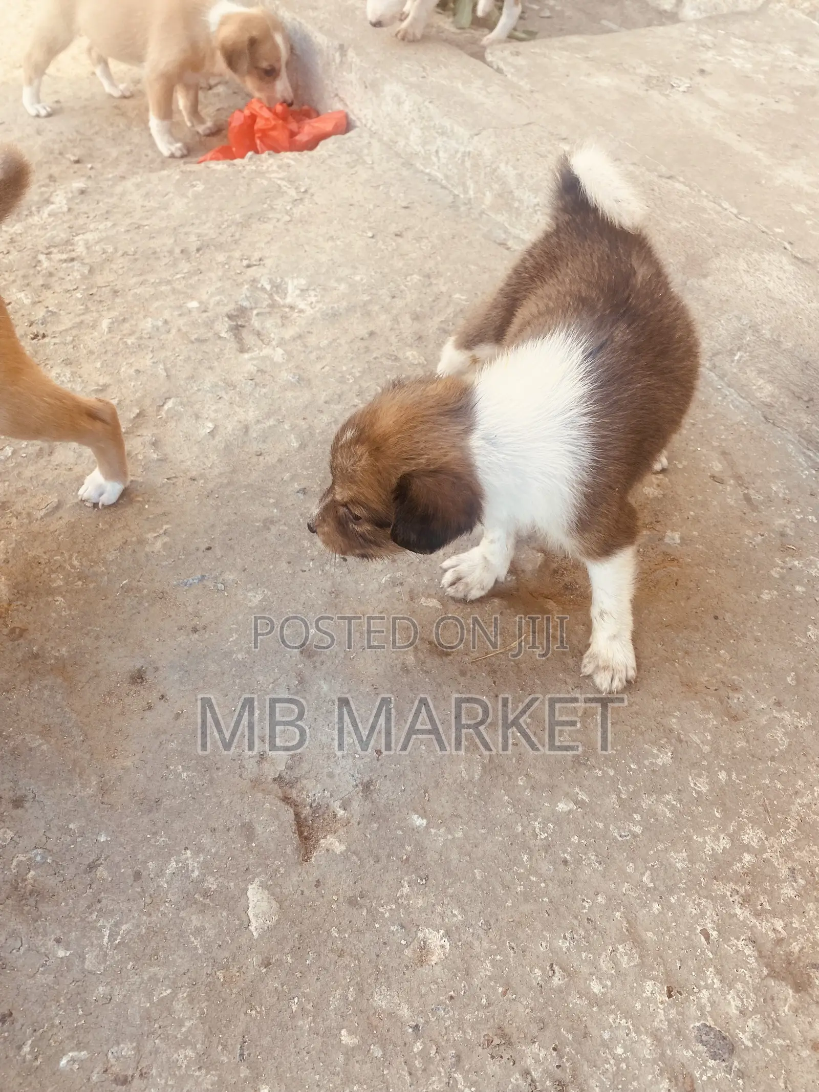 0-1 month Male Mixed Breed Labrador Retriever