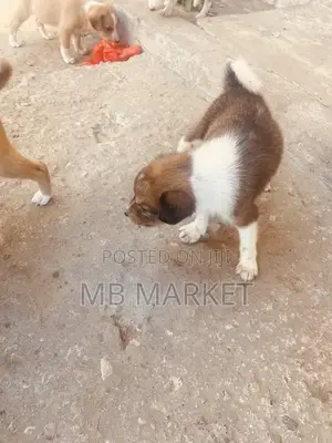 0-1 month Male Mixed Breed Labrador Retriever