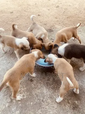 0-1 month Male Mixed Breed Labrador Retriever