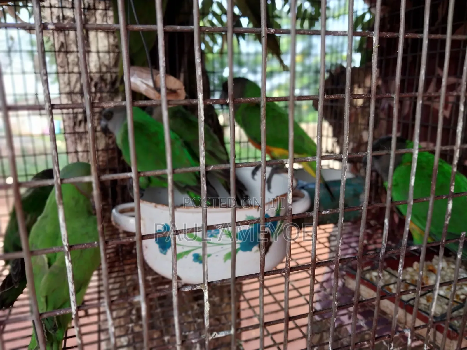 I Have Senegalese, Love Bird and Long Tail for Sale