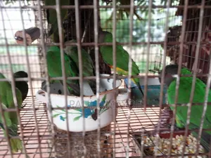 I Have Senegalese, Love Bird and Long Tail for Sale