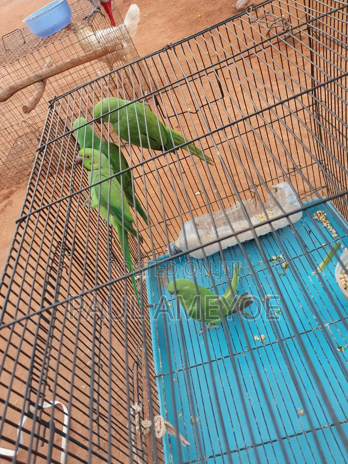 I Have Senegalese, Love Bird and Long Tail for Sale