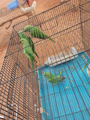 I Have Senegalese, Love Bird and Long Tail for Sale
