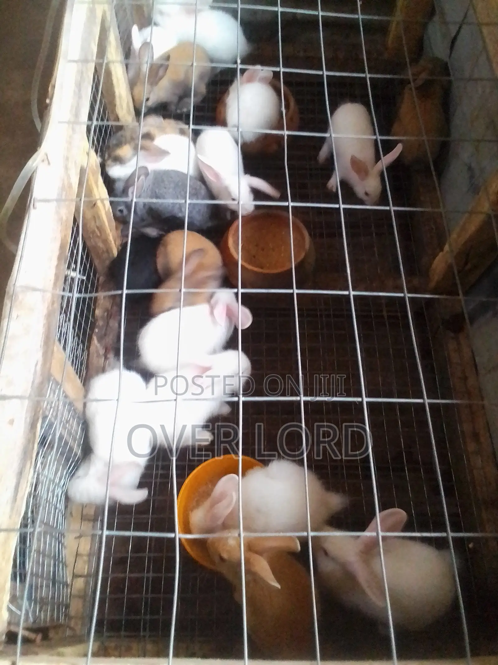 Healthy Weaners
