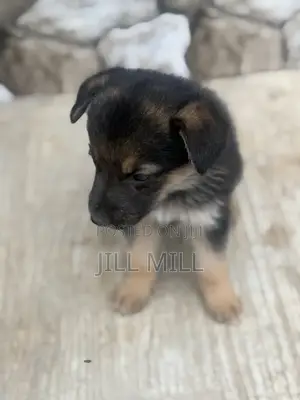 1-3 months Female Purebred German Shepherd