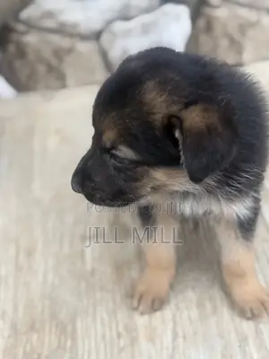 1-3 months Female Purebred German Shepherd
