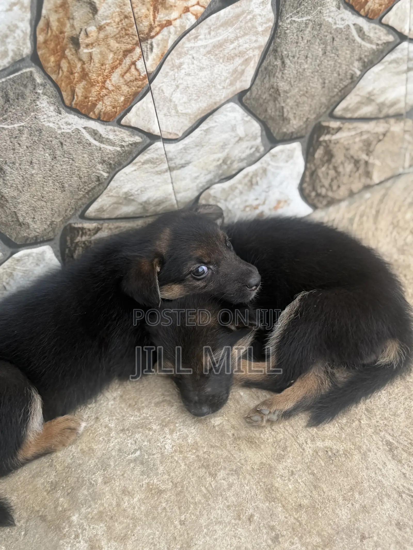 1-3 months Female Purebred German Shepherd