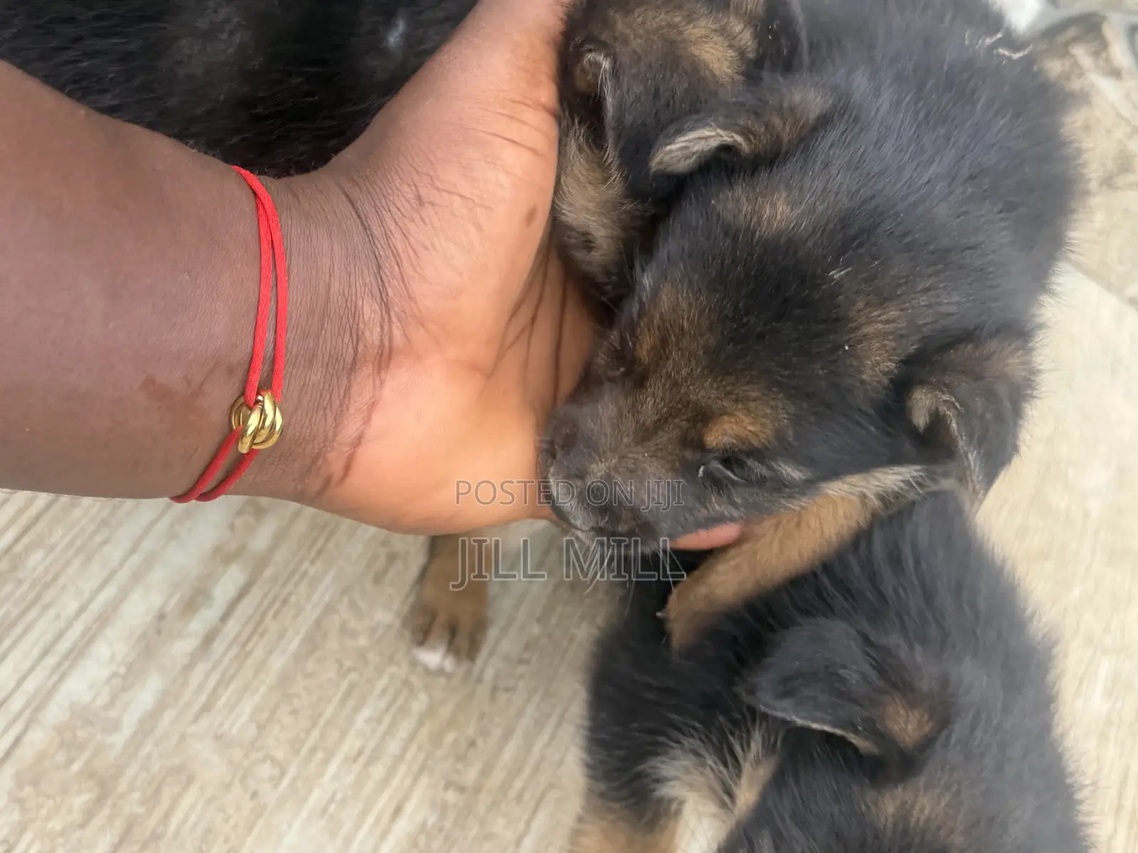 1-3 months Female Purebred German Shepherd