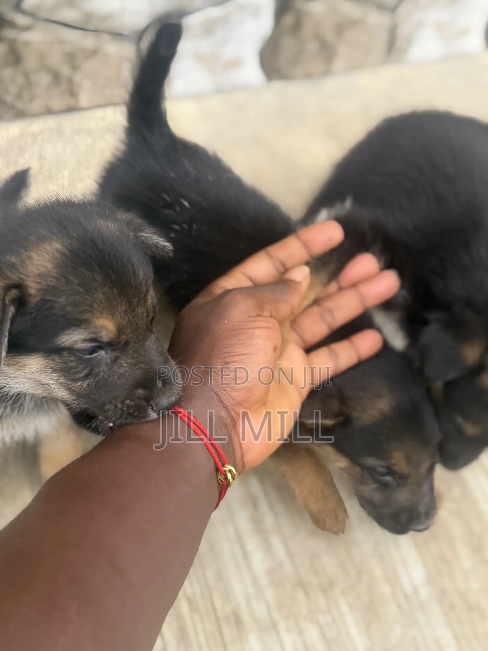 1-3 months Female Purebred German Shepherd