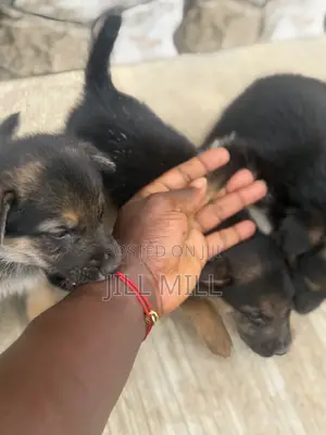 1-3 months Female Purebred German Shepherd