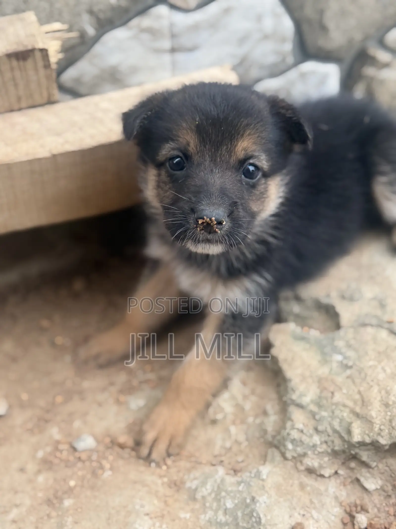 1-3 months Female Purebred German Shepherd