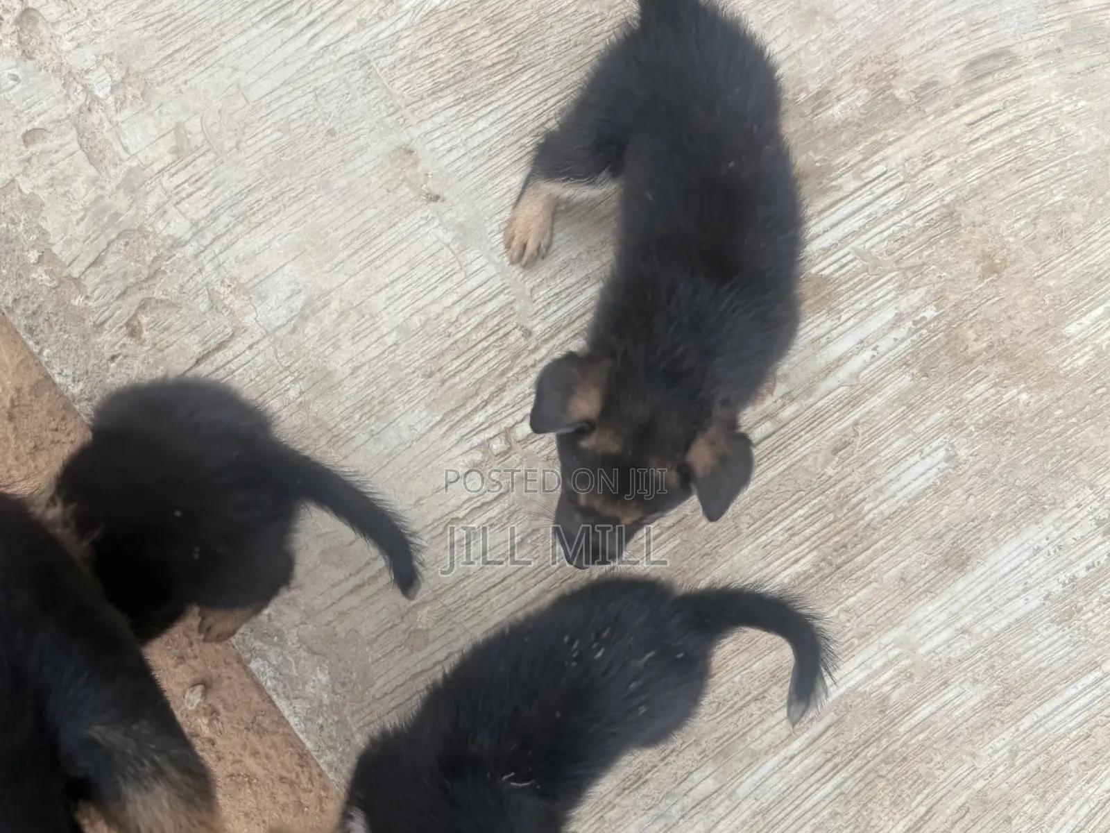 1-3 months Female Purebred German Shepherd