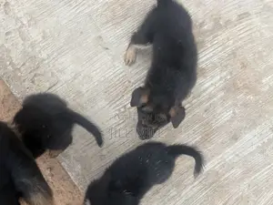 1-3 months Female Purebred German Shepherd