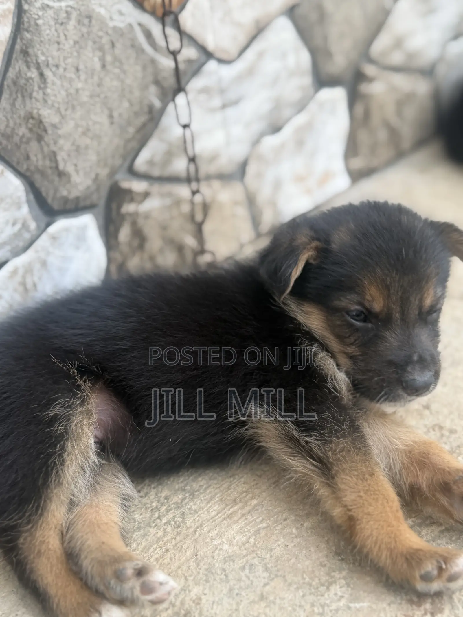 1-3 months Female Purebred German Shepherd