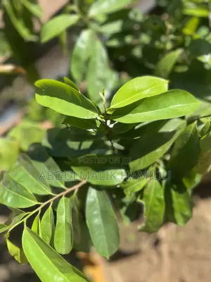 Healthy Soursop Seedlings at a Great Price