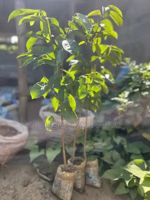 Healthy Soursop Seedlings at a Great Price