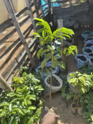 Healthy Soursop Seedlings at a Great Price