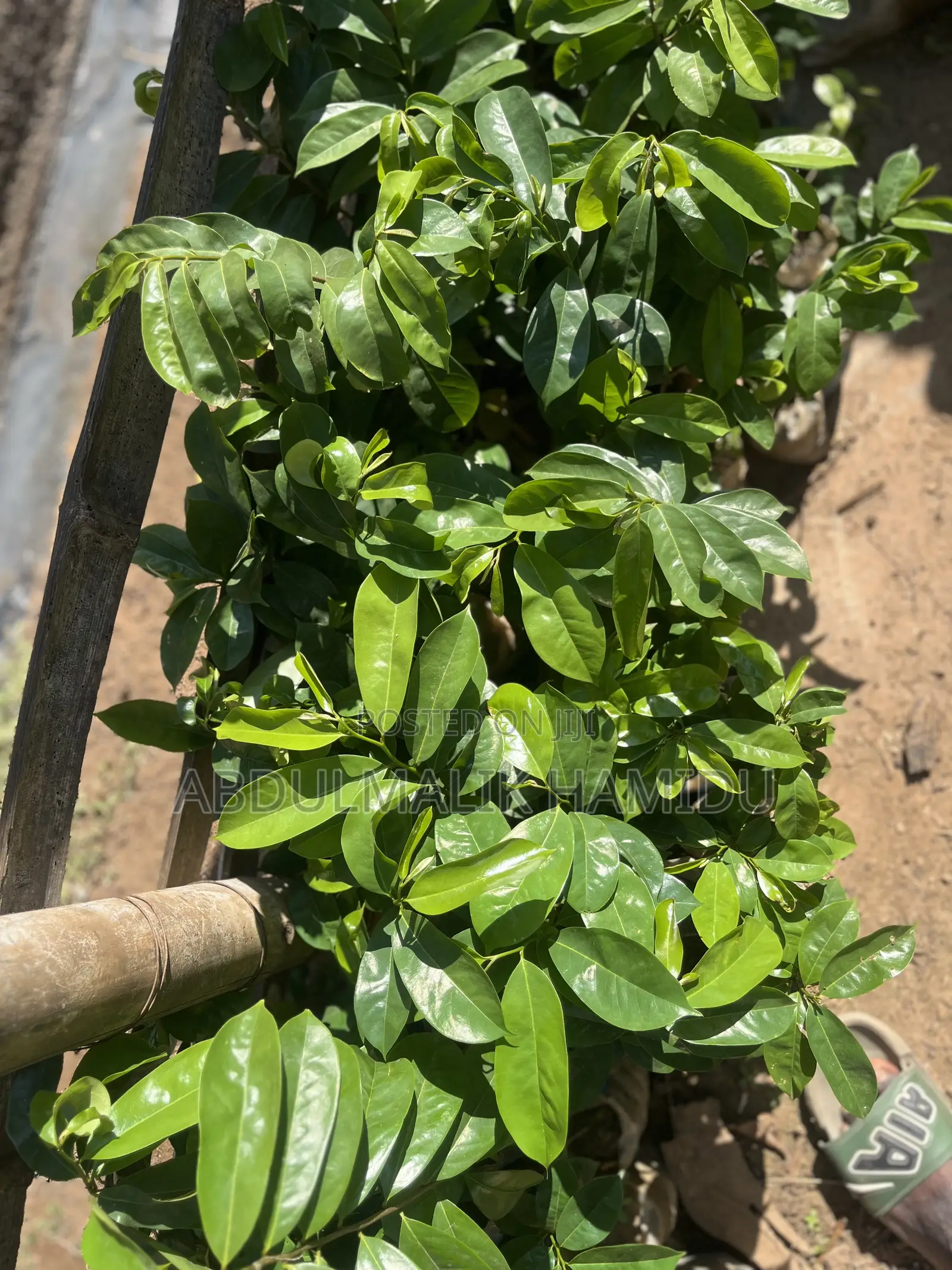 Healthy Soursop Seedlings at a Great Price