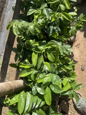 Healthy Soursop Seedlings at a Great Price