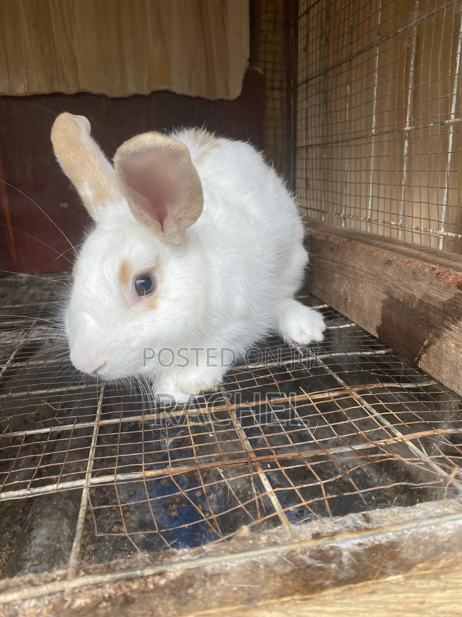 Rabbit for Sale
