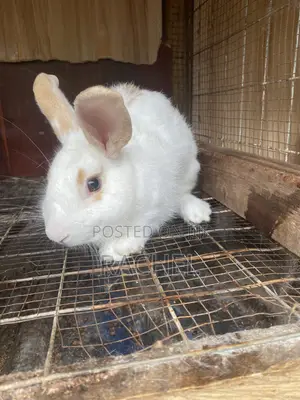 Rabbit for Sale