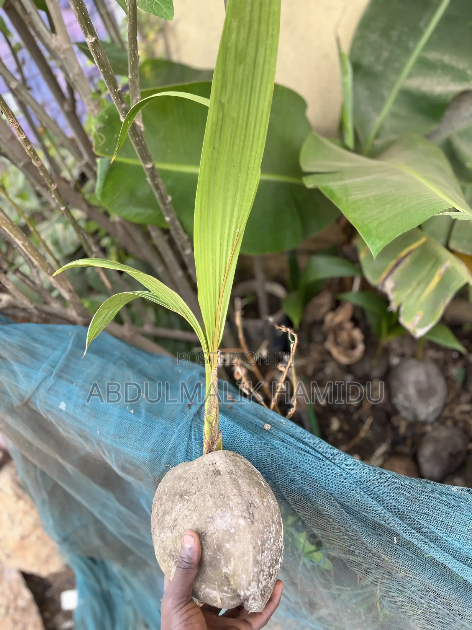 Coconut Seedlings for Sale